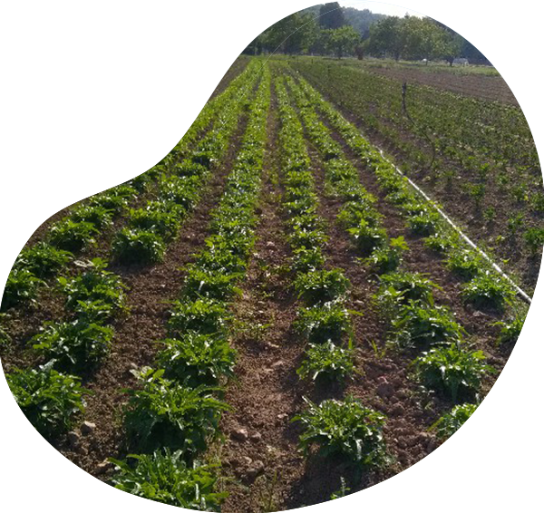 farm-maraicher2